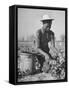 Young African American Sharecropper Woman Picking Peas in a Field on Farm-Andreas Feininger-Framed Stretched Canvas