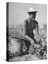 Young African American Sharecropper Woman Picking Peas in a Field on Farm-Andreas Feininger-Stretched Canvas