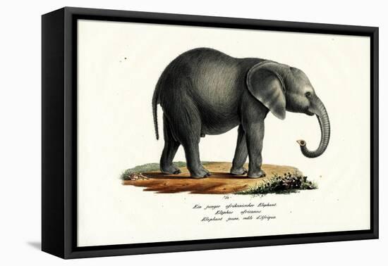 Young African Elephant, 1824-Karl Joseph Brodtmann-Framed Stretched Canvas