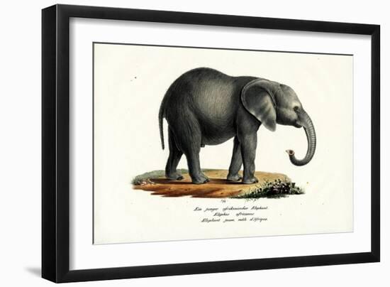 Young African Elephant, 1824-Karl Joseph Brodtmann-Framed Giclee Print