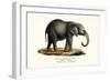 Young African Elephant, 1824-Karl Joseph Brodtmann-Framed Giclee Print