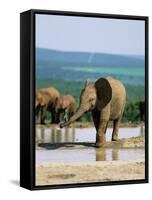 Young African Elephant, Loxodonta Africana, at Waterhole, Addo National Park, South Africa, Africa-Ann & Steve Toon-Framed Stretched Canvas