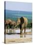 Young African Elephant, Loxodonta Africana, at Waterhole, Addo National Park, South Africa, Africa-Ann & Steve Toon-Stretched Canvas