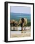 Young African Elephant, Loxodonta Africana, at Waterhole, Addo National Park, South Africa, Africa-Ann & Steve Toon-Framed Photographic Print