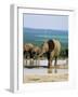 Young African Elephant, Loxodonta Africana, at Waterhole, Addo National Park, South Africa, Africa-Ann & Steve Toon-Framed Photographic Print