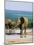 Young African Elephant, Loxodonta Africana, at Waterhole, Addo National Park, South Africa, Africa-Ann & Steve Toon-Mounted Photographic Print