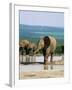 Young African Elephant, Loxodonta Africana, at Waterhole, Addo National Park, South Africa, Africa-Ann & Steve Toon-Framed Photographic Print