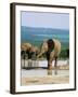 Young African Elephant, Loxodonta Africana, at Waterhole, Addo National Park, South Africa, Africa-Ann & Steve Toon-Framed Photographic Print