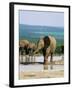 Young African Elephant, Loxodonta Africana, at Waterhole, Addo National Park, South Africa, Africa-Ann & Steve Toon-Framed Photographic Print