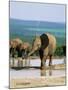 Young African Elephant, Loxodonta Africana, at Waterhole, Addo National Park, South Africa, Africa-Ann & Steve Toon-Mounted Photographic Print