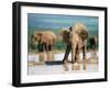 Young African Elephant, Loxodonta Africana, at Waterhole, Addo National Park, South Africa, Africa-Ann & Steve Toon-Framed Photographic Print