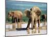 Young African Elephant, Loxodonta Africana, at Waterhole, Addo National Park, South Africa, Africa-Ann & Steve Toon-Mounted Photographic Print