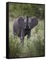 Young African Elephant (Loxodonta Africana), Kruger National Park, South Africa, Africa-James Hager-Framed Stretched Canvas