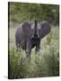 Young African Elephant (Loxodonta Africana), Kruger National Park, South Africa, Africa-James Hager-Stretched Canvas