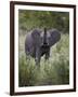 Young African Elephant (Loxodonta Africana), Kruger National Park, South Africa, Africa-James Hager-Framed Photographic Print