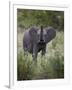 Young African Elephant (Loxodonta Africana), Kruger National Park, South Africa, Africa-James Hager-Framed Photographic Print