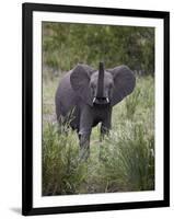 Young African Elephant (Loxodonta Africana), Kruger National Park, South Africa, Africa-James Hager-Framed Photographic Print