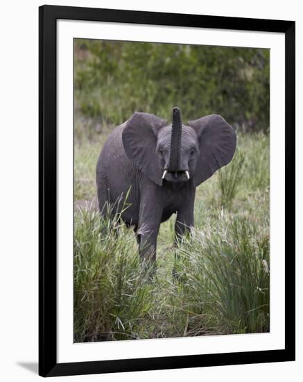 Young African Elephant (Loxodonta Africana), Kruger National Park, South Africa, Africa-James Hager-Framed Photographic Print