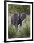 Young African Elephant (Loxodonta Africana), Kruger National Park, South Africa, Africa-James Hager-Framed Photographic Print