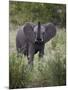 Young African Elephant (Loxodonta Africana), Kruger National Park, South Africa, Africa-James Hager-Mounted Photographic Print