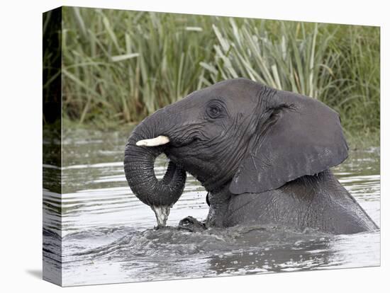 Young African Elephant (Loxodonta Africana) Playing in the Water, Serengeti National Park, UNESCO W-James Hager-Stretched Canvas