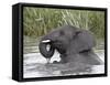 Young African Elephant (Loxodonta Africana) Playing in the Water, Serengeti National Park, UNESCO W-James Hager-Framed Stretched Canvas