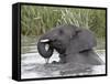 Young African Elephant (Loxodonta Africana) Playing in the Water, Serengeti National Park, UNESCO W-James Hager-Framed Stretched Canvas