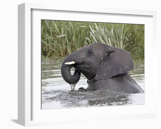 Young African Elephant (Loxodonta Africana) Playing in the Water, Serengeti National Park, UNESCO W-James Hager-Framed Photographic Print