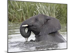 Young African Elephant (Loxodonta Africana) Playing in the Water, Serengeti National Park, UNESCO W-James Hager-Mounted Photographic Print