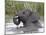 Young African Elephant (Loxodonta Africana) Playing in the Water, Serengeti National Park, UNESCO W-James Hager-Mounted Photographic Print