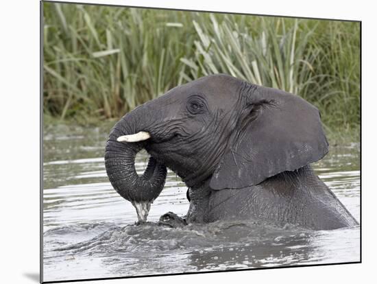 Young African Elephant (Loxodonta Africana) Playing in the Water, Serengeti National Park, UNESCO W-James Hager-Mounted Photographic Print