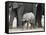 Young African Elephant, Loxodonta Africana, with Adult Group, Etosha National Park, Namibia, Africa-Ann & Steve Toon-Framed Stretched Canvas