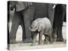 Young African Elephant, Loxodonta Africana, with Adult Group, Etosha National Park, Namibia, Africa-Ann & Steve Toon-Stretched Canvas