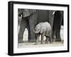 Young African Elephant, Loxodonta Africana, with Adult Group, Etosha National Park, Namibia, Africa-Ann & Steve Toon-Framed Photographic Print