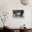 Young African Elephant, Loxodonta Africana, with Adult Group, Etosha National Park, Namibia, Africa-Ann & Steve Toon-Photographic Print displayed on a wall