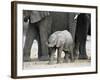Young African Elephant, Loxodonta Africana, with Adult Group, Etosha National Park, Namibia, Africa-Ann & Steve Toon-Framed Photographic Print