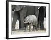 Young African Elephant, Loxodonta Africana, with Adult Group, Etosha National Park, Namibia, Africa-Ann & Steve Toon-Framed Photographic Print