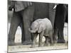 Young African Elephant, Loxodonta Africana, with Adult Group, Etosha National Park, Namibia, Africa-Ann & Steve Toon-Mounted Photographic Print