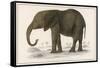 Young African Elephant-null-Framed Stretched Canvas