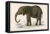 Young African Elephant-null-Framed Stretched Canvas