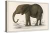 Young African Elephant-null-Stretched Canvas