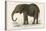 Young African Elephant-null-Stretched Canvas