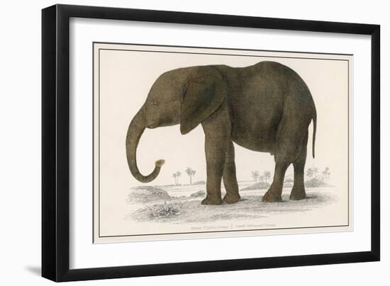 Young African Elephant-null-Framed Art Print