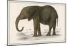 Young African Elephant-null-Mounted Art Print