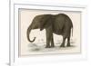 Young African Elephant-null-Framed Premium Giclee Print