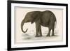 Young African Elephant-null-Framed Premium Giclee Print