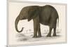 Young African Elephant-null-Mounted Premium Giclee Print