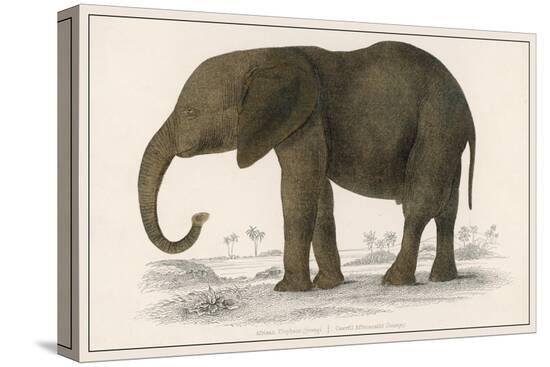 Stretched Canvas Print, , large