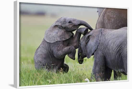 Young African Elephants (Loxodonta Africana) Playing And Sparing, Masai Mara, Kenya, Africa-Mark Macewen-Framed Photographic Print