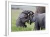 Young African Elephants (Loxodonta Africana) Playing And Sparing, Masai Mara, Kenya, Africa-Mark Macewen-Framed Photographic Print